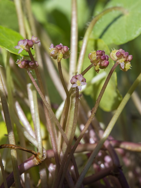 Hydrocotyle vulgaris.17