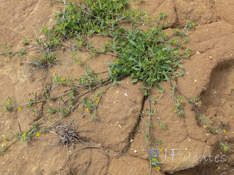 Hymenocarpos hamosus.01