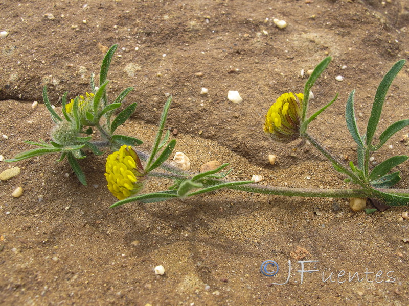 Hymenocarpos hamosus.04