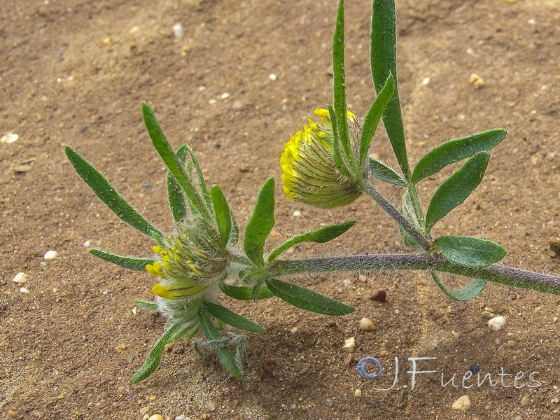 Hymenocarpos hamosus.05