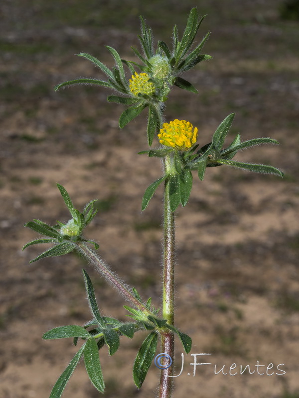Hymenocarpos hamosus.06