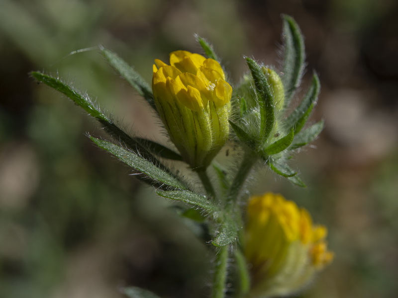 Hymenocarpos hamosus.10