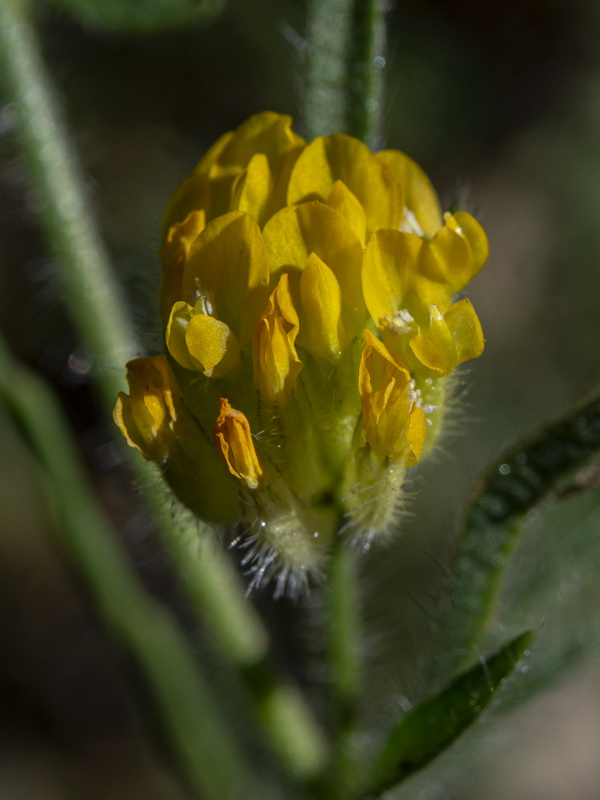 Hymenocarpos hamosus.11