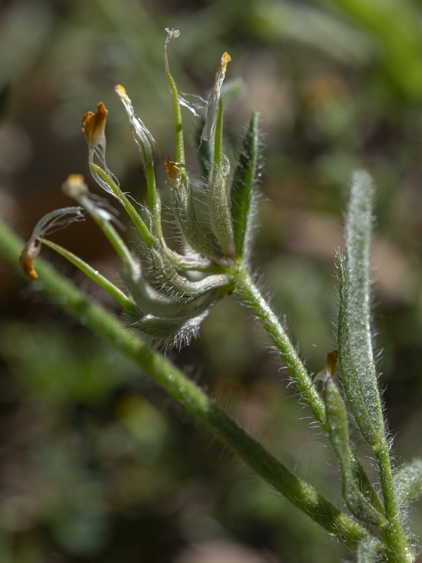 Hymenocarpos hamosus.12