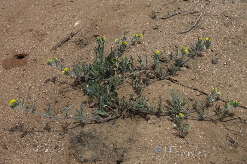 Hymenocarpos hamosus.13