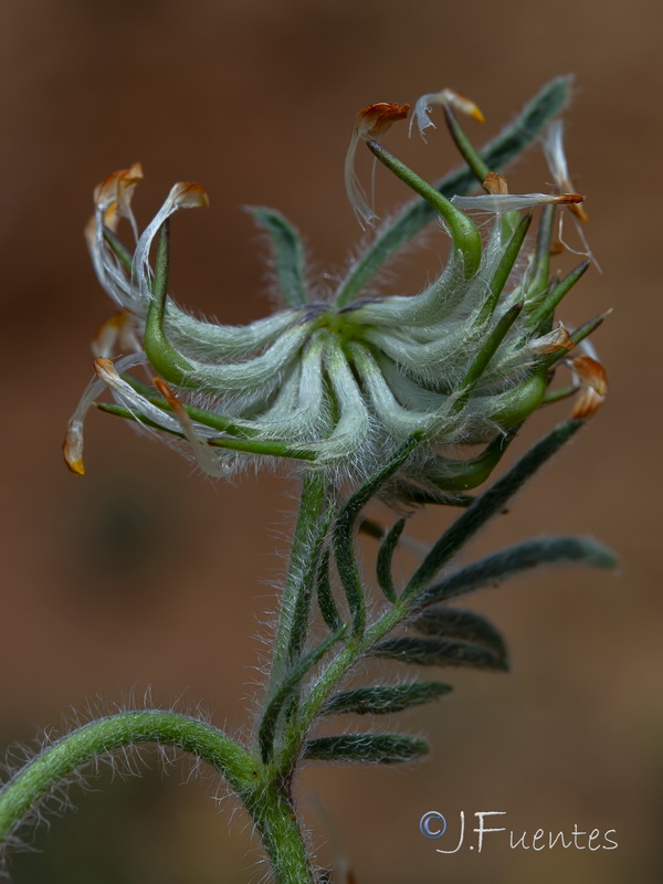 Hymenocarpos hamosus.12