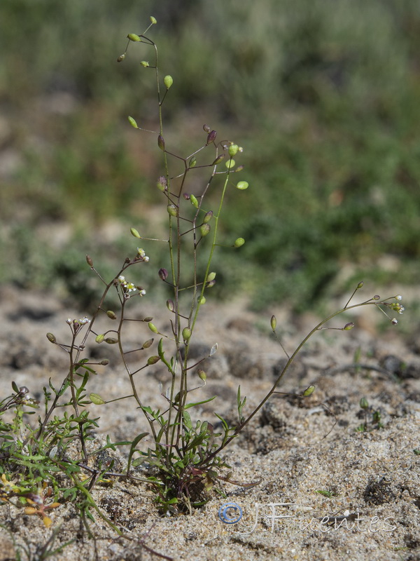 Hymenolobus procumbens procumbens.01