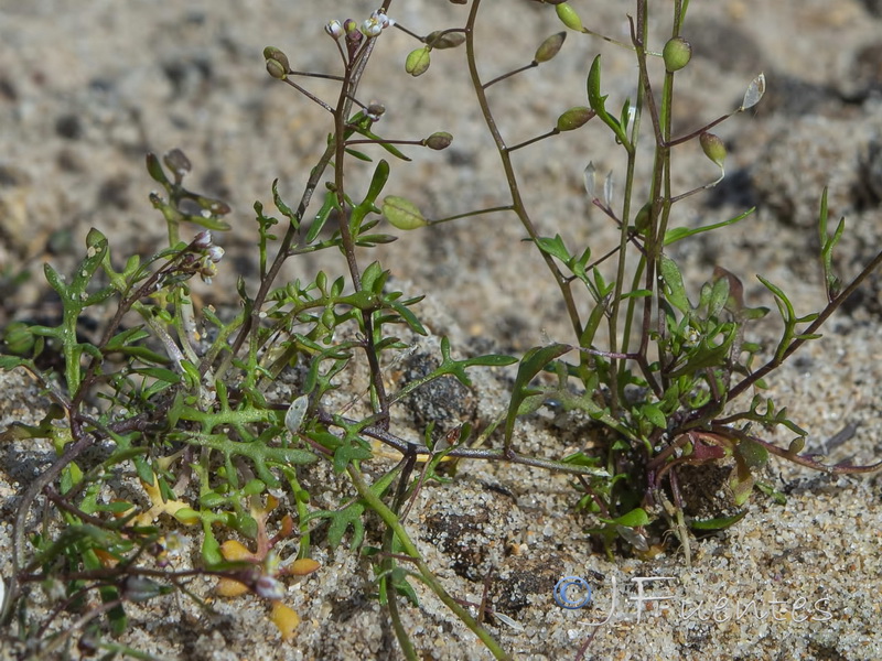 Hymenolobus procumbens procumbens.02