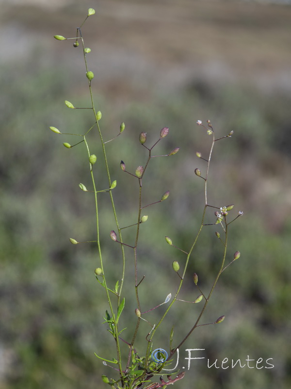 Hymenolobus procumbens procumbens.03