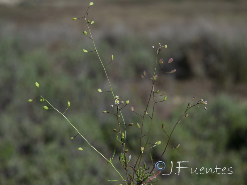 Hymenolobus procumbens procumbens.04