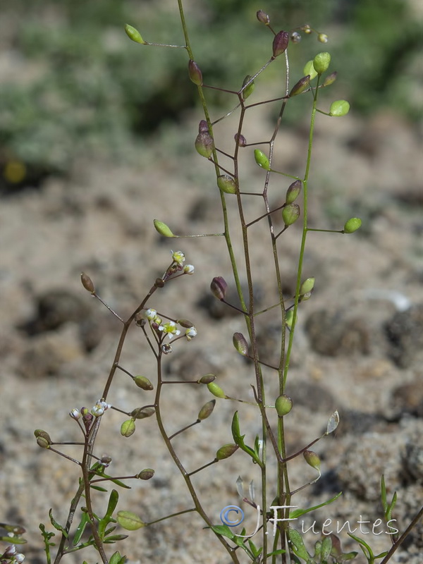 Hymenolobus procumbens procumbens.05