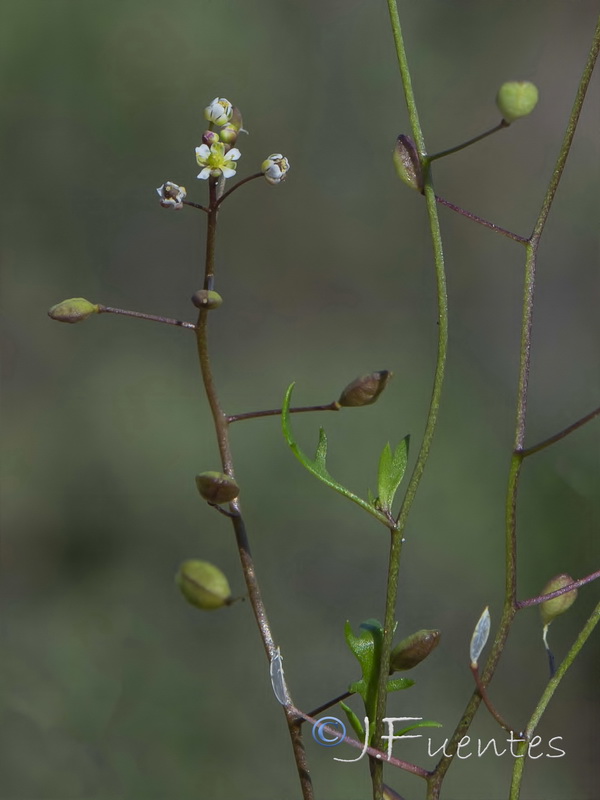 Hymenolobus procumbens procumbens.06