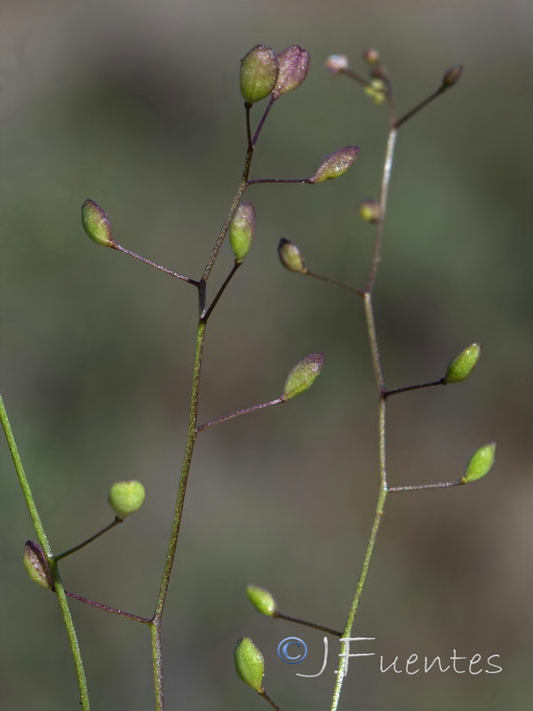 Hymenolobus procumbens procumbens.07
