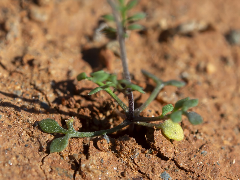 Hymenolobus procumbens procumbens.08