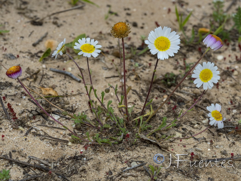 Hymenostemma pseudoanthemis.01