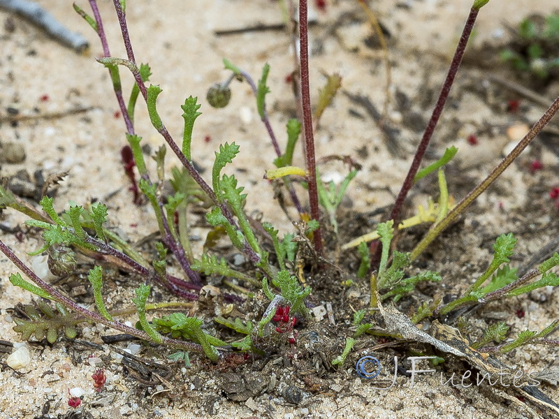 Hymenostemma pseudoanthemis.02