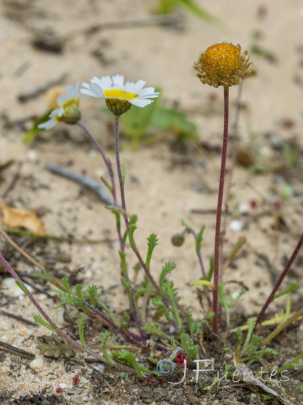 Hymenostemma pseudoanthemis.03