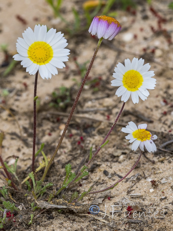 Hymenostemma pseudoanthemis.04
