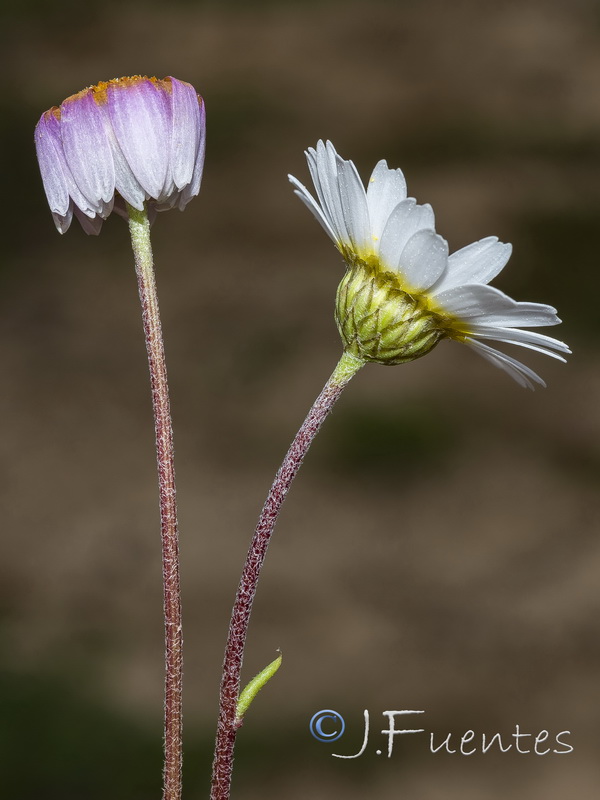 Hymenostemma pseudoanthemis.05
