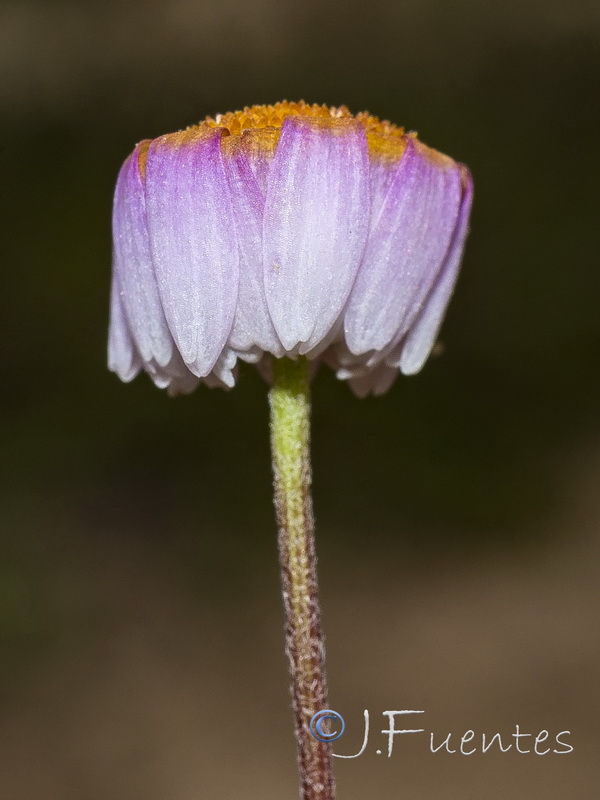 Hymenostemma pseudoanthemis.07