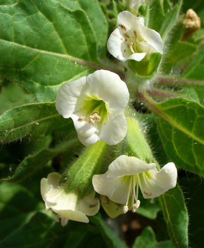 Hyoscyamus albus.11