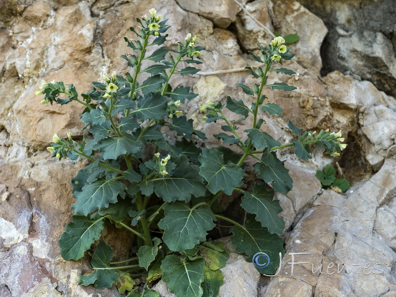 Hyoscyamus albus.16