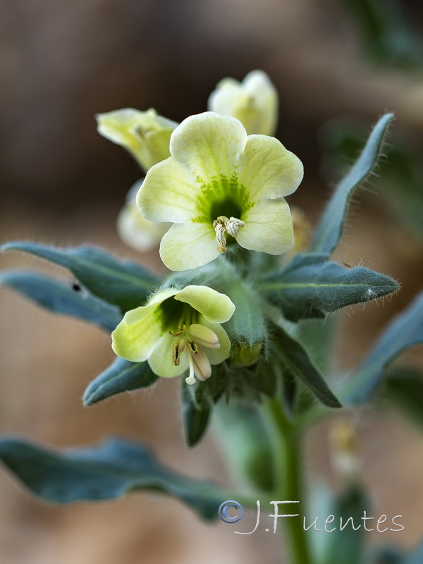 Hyoscyamus albus.17