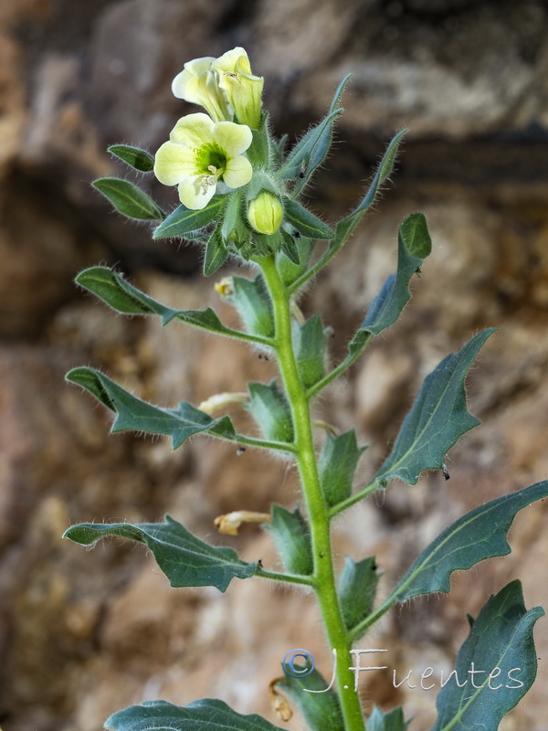 Hyoscyamus albus.18