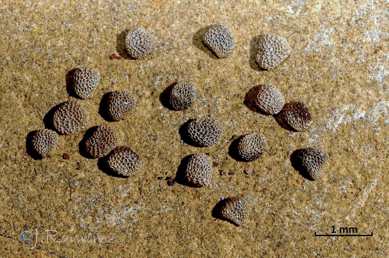 Hyoscyamus albus.19