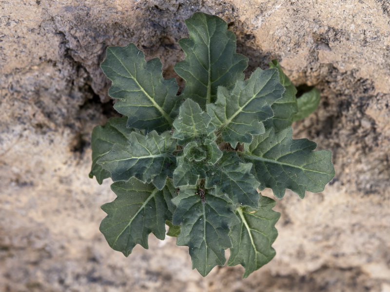Hyoscyamus albus.21