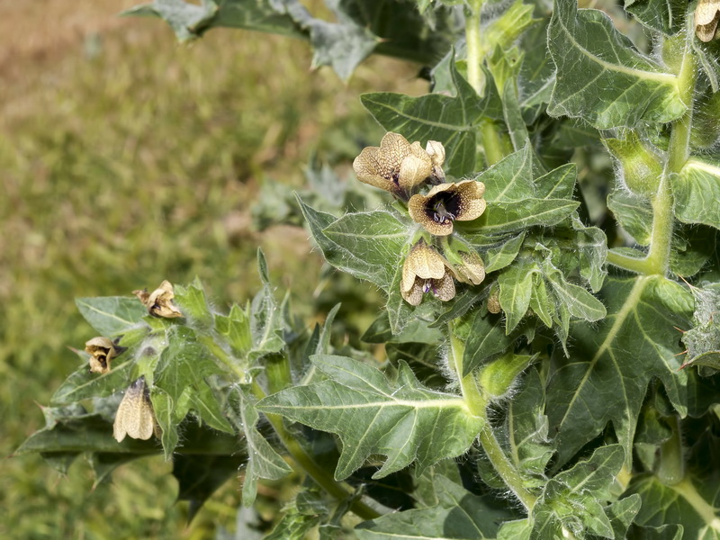 Hyoscyamus niger.04
