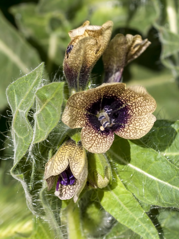 Hyoscyamus niger.05