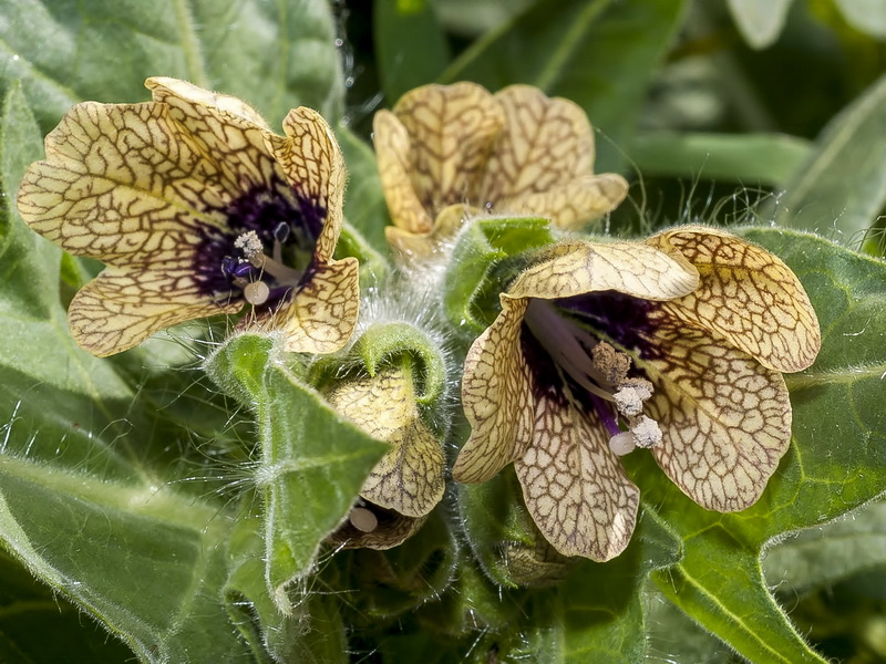 Hyoscyamus niger.07