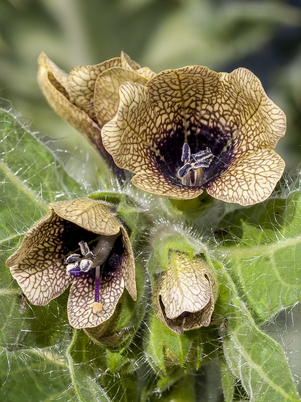 Hyoscyamus niger.08