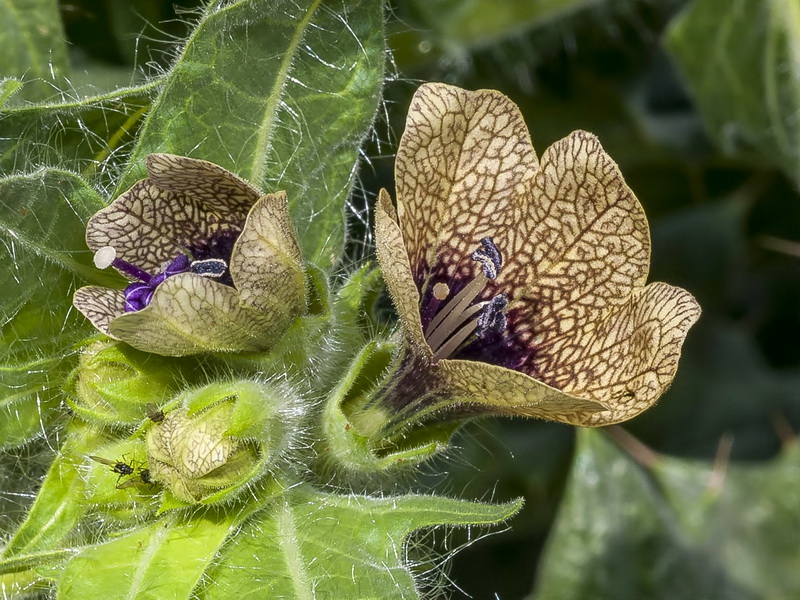 Hyoscyamus niger.10