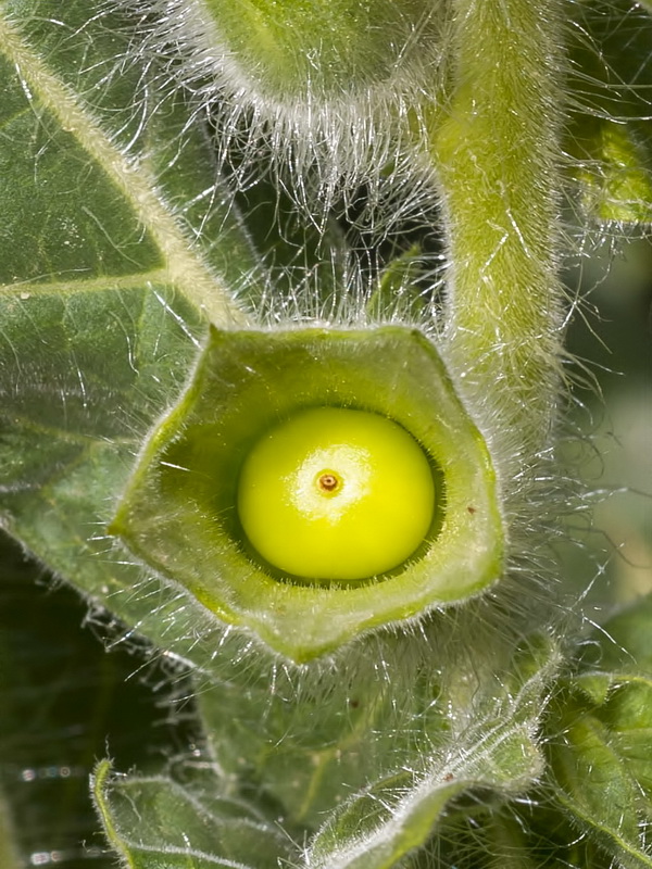 Hyoscyamus niger.16