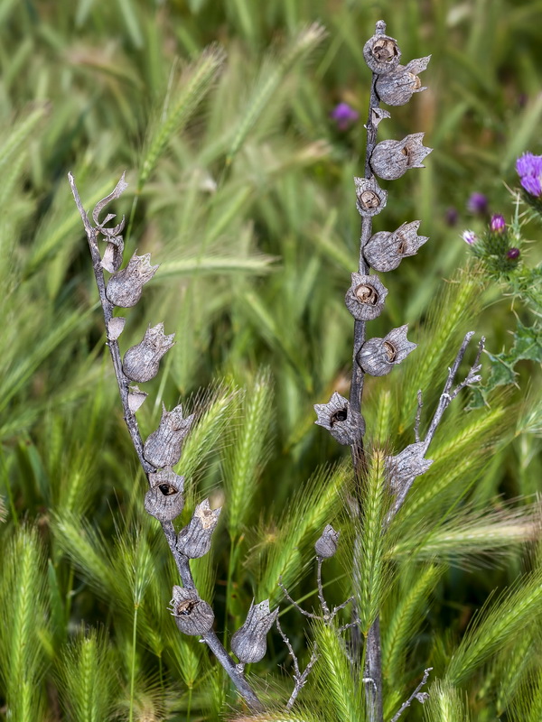 Hyoscyamus niger.17