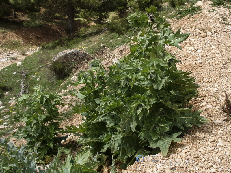 Hyoscyamus niger.18