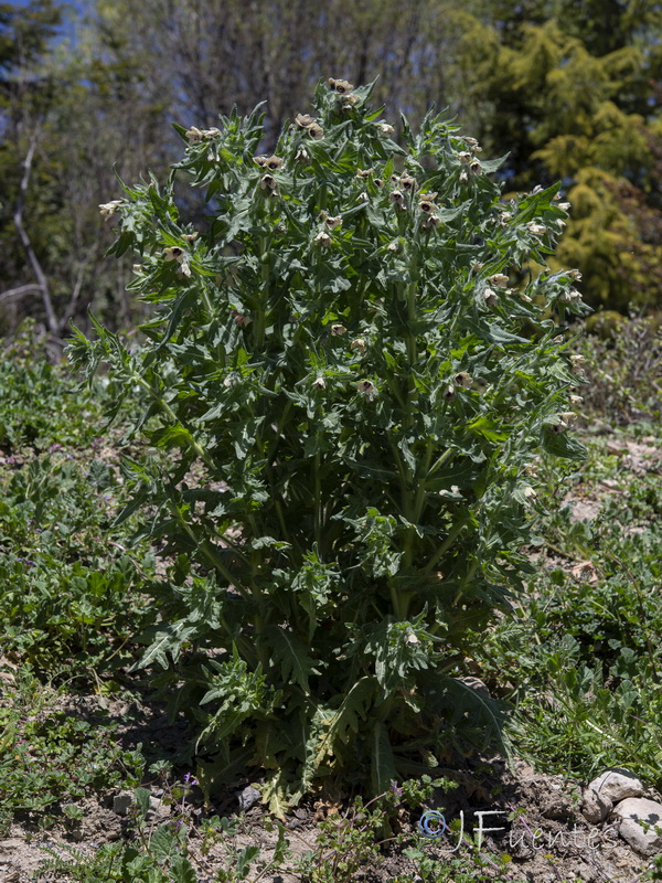 Hyoscyamus niger.22