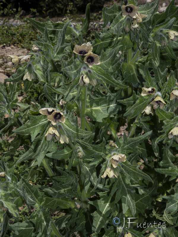 Hyoscyamus niger.01