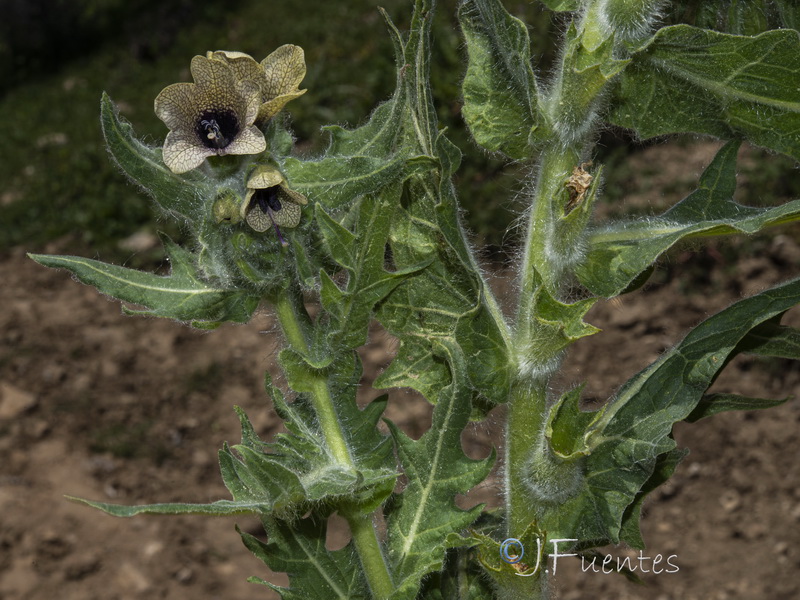 Hyoscyamus niger.26