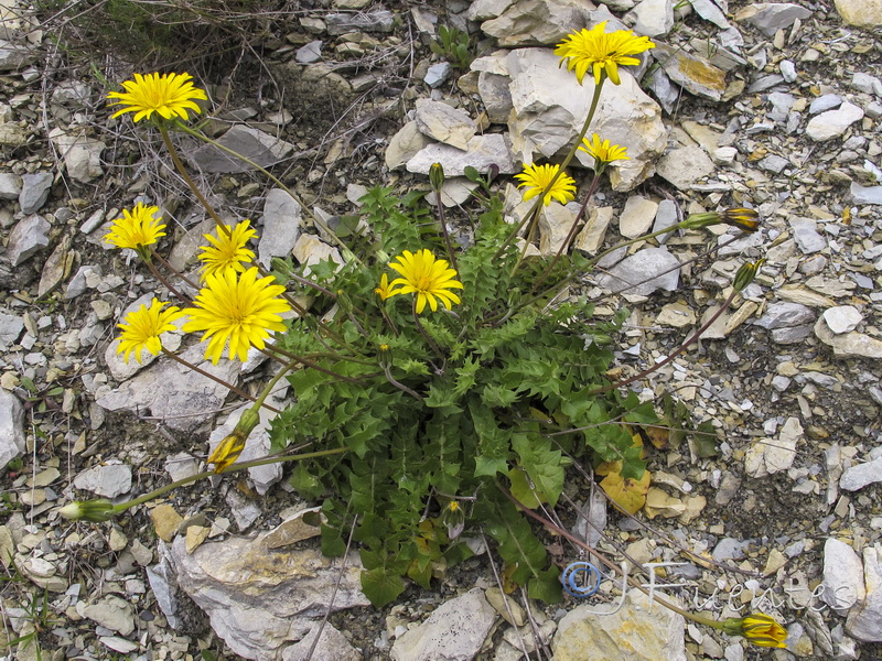 Hyoseris radicata.01