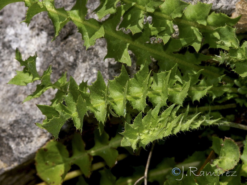 Hyoseris radicata.04