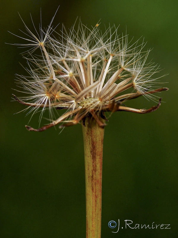 Hyoseris radicata.07