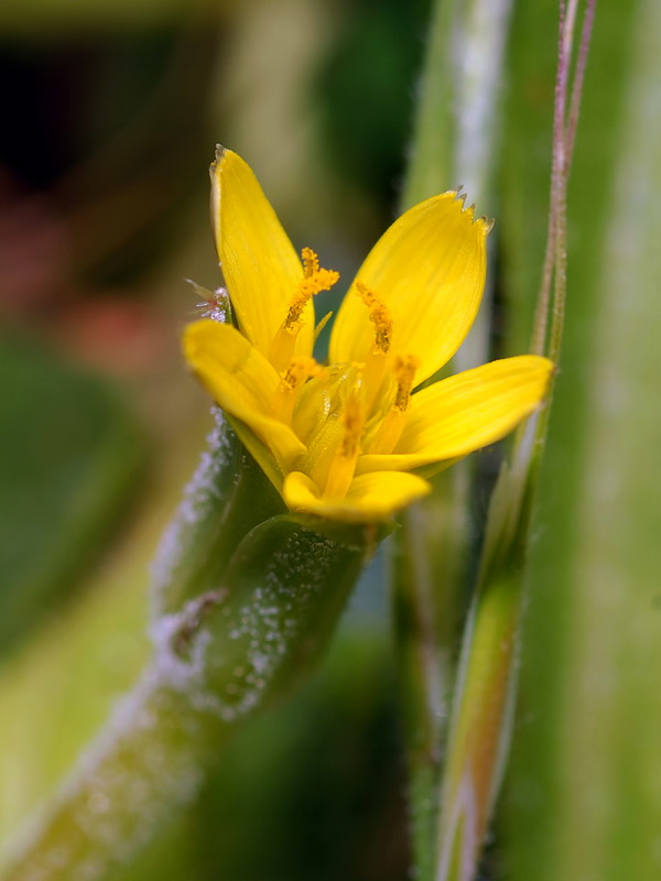 Hyoseris scabra.07