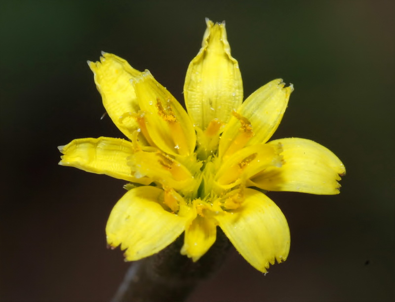 Hyoseris scabra.09