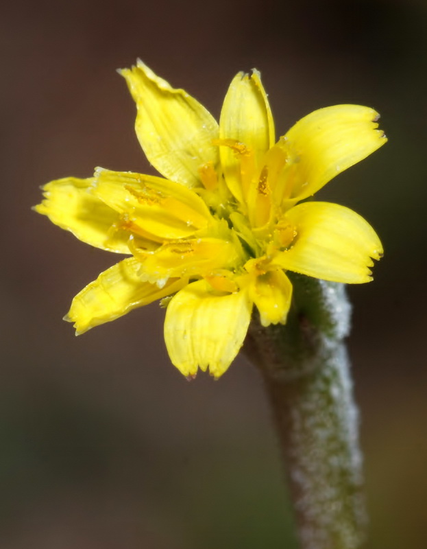 Hyoseris scabra.11