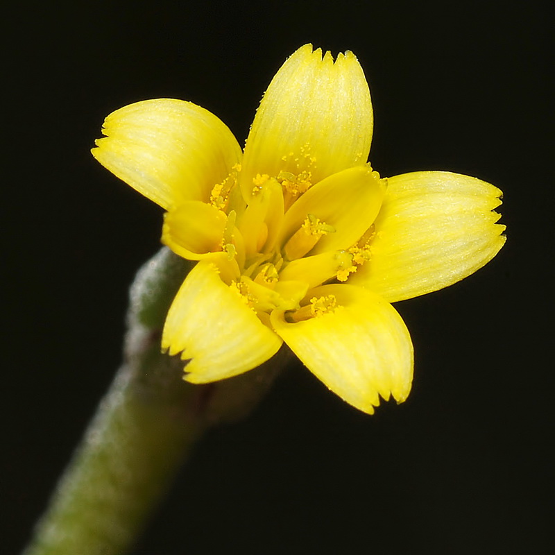 Hyoseris scabra.12