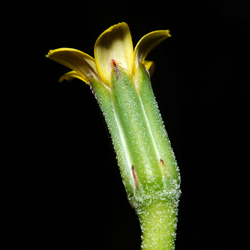 Hyoseris scabra.15