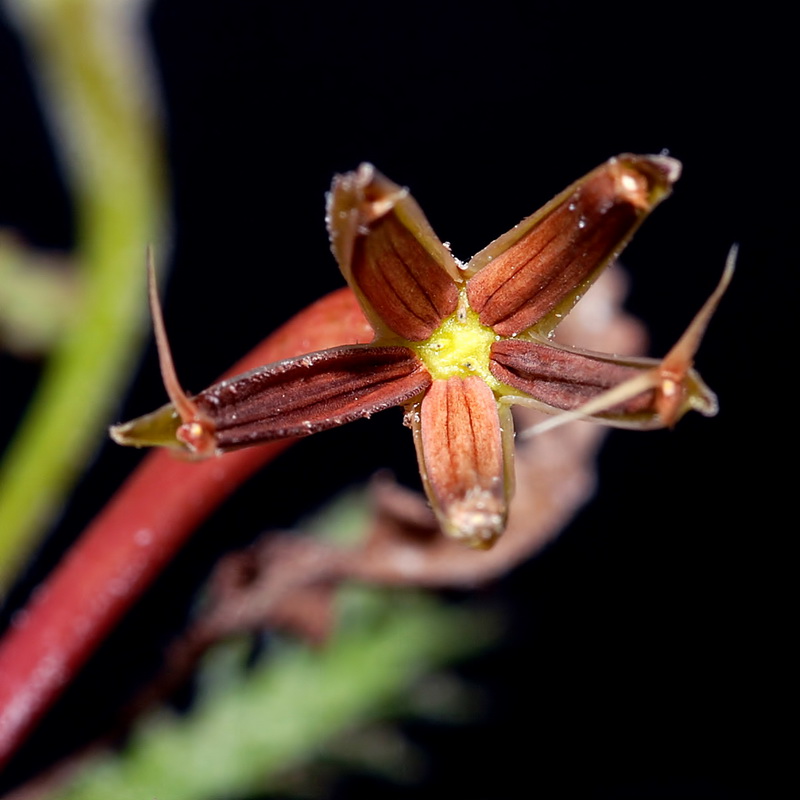 Hyoseris scabra.17